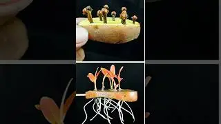 How to grow clove plant at home // how to grow clove plant from seed#gardening #flowers #plants