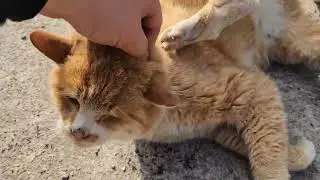 길냥이 친구랑 함께#길냥이급식소 #고양이 ##귀여운고양이 #고양이일상 