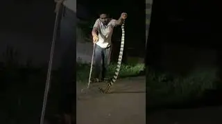 Banded krait{अहिराज} #chhattisgarh #korba #sagarsahu #snake #video #sagarsahu0 #shorts #trending ￼￼￼