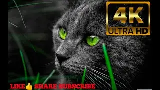 8K HDR ULTRA HD NATURE @WILD LIFE 4K NATURE BIRD | DOG | SUNSET | NATURE OF BEAUTY | STATUS