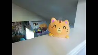 a slideshow for a stuffed cat