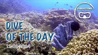 Diving in Siquijor - feat Anda Scuba Diving