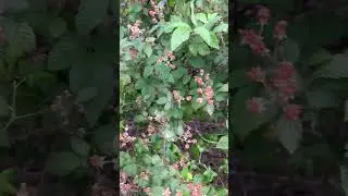 Common mistake, but a harmless one! #foraging #homestead #nature