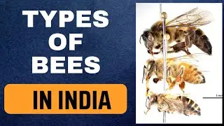 Types of Bees in India || APIs Dorsata, APIs Melifera, APIs Cerana, APIs Florea Identifications
