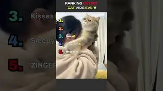 RANKING Cutest CAT Videos EVER!😻