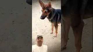 Jimmy on High Alert #belgianmalinois #shorts #youtubeshorts