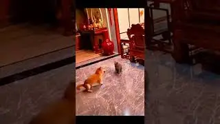 ПЕС ПАТИМЕЙКЕР #cat #memes #india #ytshorts #youtube #funny #freefire #shorts #short #shortvideo