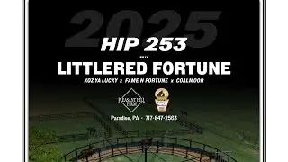 Littlered Fortune (Koz Ya Lucky x Fame N Fortune) Lot 253