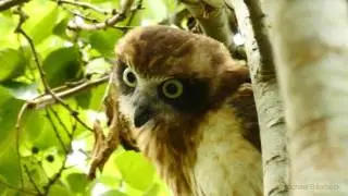 Head of a Juvenile Australian Boobook Owl or Southern Boobook Owl (Ninox boobook)
