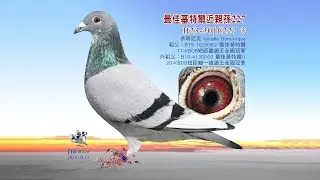 【多明尼克】B23-3016227