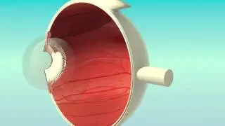 Ojo interno