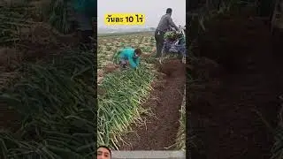 ไถหอม #automobile #farming #xcavator #agriculture #machinerychannel #shorts #remix