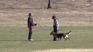 Zak George's&nbsp;Dog Training&nbsp;Revolution Puppy