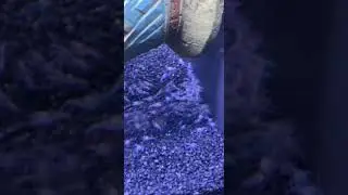 1 Million BLUE Crayfish Lobster Babies Born at Home Aquarium! #shorts