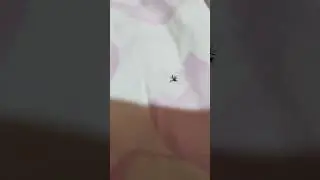 KONTRA DENGUE, IPIS At LANGAW~ Baolilai aerosol spray insecticide.