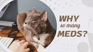 Почему мои кошки принимают лекарства? Сегодня я отвечу на этот вопрос!