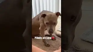 Pitbull Loyalty 🥰 Unmatched #dog #doglover #pitbullsofficial #love