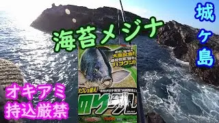 【城ヶ島】海苔メジナチャレンジ（オキアミ持込厳禁）【2022年12月上旬】