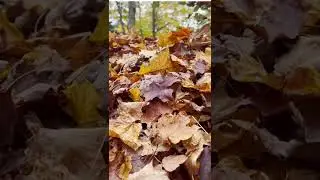 Waste Disposal - Waste And Waste Disposal|Improper Waste Disposal|Waste Management Documenta #shorts