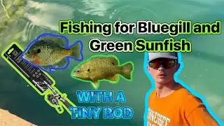 Attempting to catch Bluegill and Green Sunfish (2024)