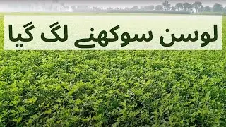 Alfalfa For Goat Feed Management in Pakistan | Lucerne Sukhne Lag Gaya