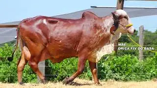 LOTE 08 FIGURINHA DUKE DAWSON FIV F.CONGONHAS BAFC 2903