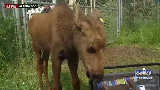 Summer solstice at the Alaska Zoo