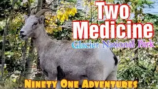 Two Medicine Campground Tour | East Glacier National Park | Big Horn Sheep