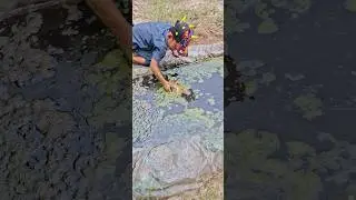 Menangkap Raja ikan mas