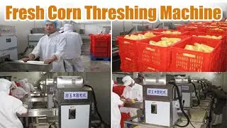 High-Efficiency Fresh Corn Threshing Machine for Commercial Use #corn #maize #thresh #farming