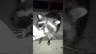 Енот