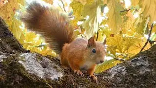 Белочки Екатерининский парк. Царское Село. Squirrels Catherine Park Tsarskoye Selo