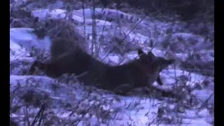 FUNNY FOX