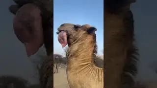 Camel getting its stomach out to cool it down.