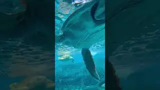 Sea turtles swimming underwater #nature  #relaxing #satisfying #turtle  #asmr #underwater #asmrsound