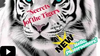 Discover unbelievable secrets about tiger behavior and their unique traits in the wild.