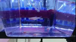 Citrine: adult transparent zebrafish