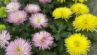 Les Chrysanth&egrave;mes