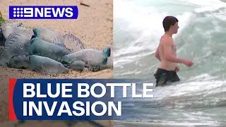 Blue bottle surge forcing swimmers out of the water | 9 News Australia