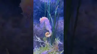 😍 Beautiful Sea Horse @ Bangkok Aquarium  | Nature  #Travel #aquarium  #seahorse