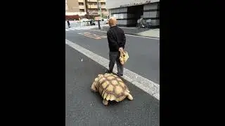 Unknown 80's music - help identify