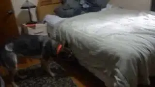 Bed bug detection dog in training