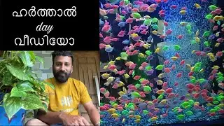 ഹർത്താൽ day വീഡിയോ #shortsfeed #shortvideo #harthal #familyvlog #malluscomedy #funny #family #vlog 