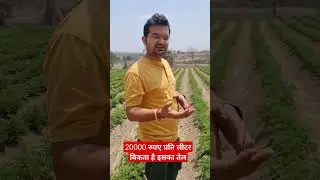 Geranium plant | Its oil is sold for Rs 20,000 per liter #geranium #ytshorts #shortvideo #viral #...