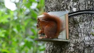 Such an Orange Squirrel