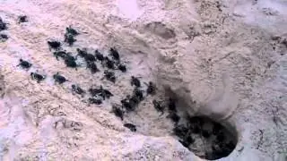 TuriMexico FLUVORE