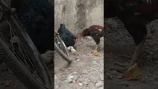 Asheel murga,top breed,Indian Asheel, sidhu moose wla songs,trending video,