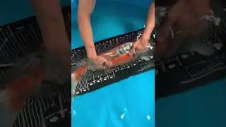 shusui koi fish size measurement