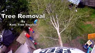 Tree Removal in Eustis Florida by Kats Tree Service