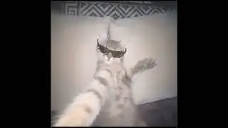 crazy swag cat video